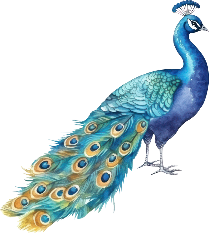 Peacock bird watercolor illustration